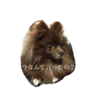 Pomeranian AND sQui-:D（個別スタンプ：3）