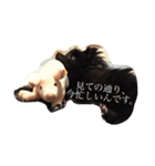 Pomeranian AND sQui-:D（個別スタンプ：4）