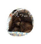 Pomeranian AND sQui-:D（個別スタンプ：6）