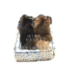 Pomeranian AND sQui-:D（個別スタンプ：8）