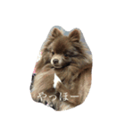 Pomeranian AND sQui-:D（個別スタンプ：10）