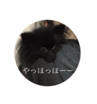 Pomeranian AND sQui-:D（個別スタンプ：11）
