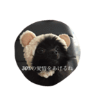 Pomeranian AND sQui-:D（個別スタンプ：12）