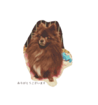 Pomeranian AND sQui-:D（個別スタンプ：14）