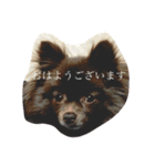 Pomeranian AND sQui-:D（個別スタンプ：16）