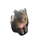 Pomeranian AND sQui-:D（個別スタンプ：18）