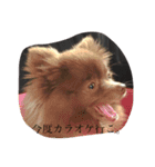 Pomeranian AND sQui-:D（個別スタンプ：20）