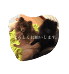 Pomeranian AND sQui-:D（個別スタンプ：21）
