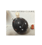 Pomeranian AND sQui-:D（個別スタンプ：24）