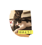 猫にゃんルル＆リリー（個別スタンプ：1）