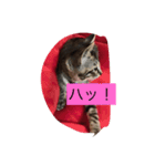 猫にゃんルル＆リリー（個別スタンプ：5）