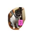 猫にゃんルル＆リリー（個別スタンプ：6）