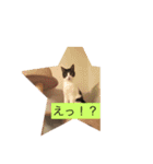 猫にゃんルル＆リリー（個別スタンプ：9）