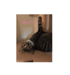 猫にゃんルル＆リリー（個別スタンプ：10）