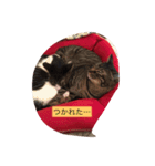 猫にゃんルル＆リリー（個別スタンプ：12）