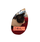 猫にゃんルル＆リリー（個別スタンプ：13）