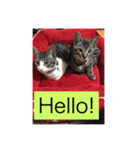 猫にゃんルル＆リリー（個別スタンプ：15）