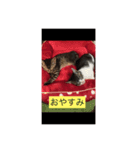 猫にゃんルル＆リリー（個別スタンプ：16）
