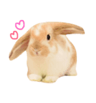 うさぎのモカちん（個別スタンプ：1）