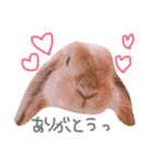 うさぎのモカちん（個別スタンプ：3）