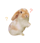 うさぎのモカちん（個別スタンプ：7）