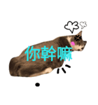 one for three（個別スタンプ：4）