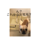 麦ちゃん3（個別スタンプ：1）