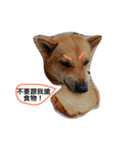 I keep the dog（個別スタンプ：1）