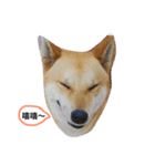 I keep the dog（個別スタンプ：2）