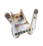 I keep the dog（個別スタンプ：3）