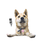 I keep the dog（個別スタンプ：4）