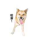 I keep the dog（個別スタンプ：5）