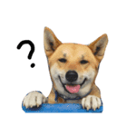 I keep the dog（個別スタンプ：6）
