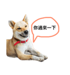 I keep the dog（個別スタンプ：7）