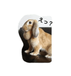 うさぎ-2018-03（個別スタンプ：1）