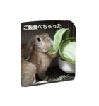 うさぎ-2018-03（個別スタンプ：2）