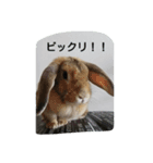 うさぎ-2018-03（個別スタンプ：4）