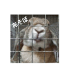 うさぎ-2018-03（個別スタンプ：5）