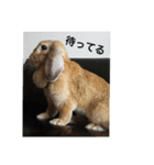 うさぎ-2018-03（個別スタンプ：7）