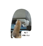 うさぎ-2018-03（個別スタンプ：8）