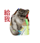つーとネコちゃんたち（個別スタンプ：30）