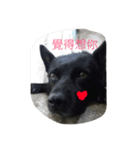 B-dog（個別スタンプ：3）