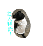 B-dog（個別スタンプ：7）