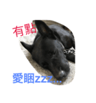 B-dog（個別スタンプ：8）