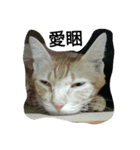 cat akira（個別スタンプ：2）
