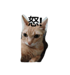 cat akira（個別スタンプ：3）