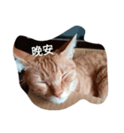 cat akira（個別スタンプ：5）