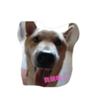 Gou's friends（個別スタンプ：8）