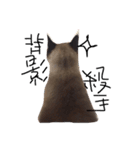 cat saying（個別スタンプ：1）