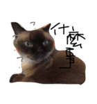 cat saying（個別スタンプ：2）